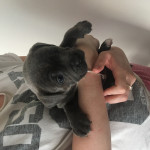 KC 1 Female blue Staffordshire bull terrier puppy for sale