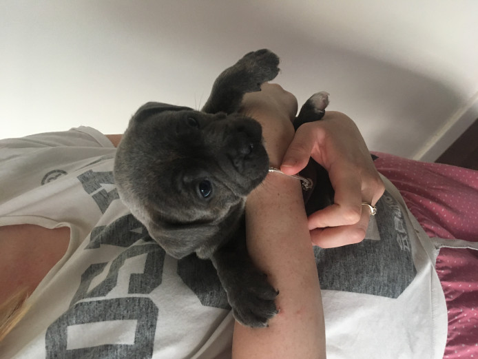KC 1 Female blue Staffordshire bull terrier puppy for sale