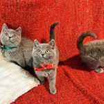 Amazing Home Raised Blue British Shorthair Kittens Available.