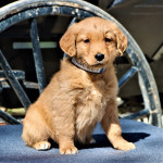 Golden retriever puppy for sale 