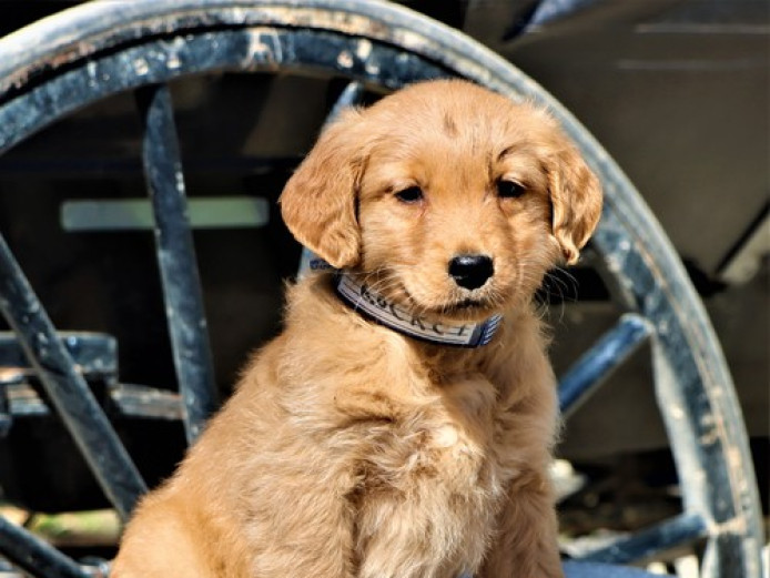 Golden retriever puppy for sale 