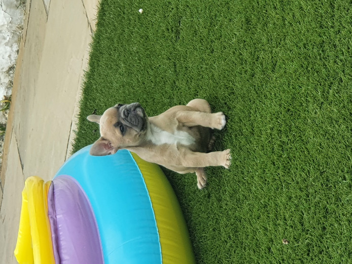 *READY NOW* French Bulldog Pups 