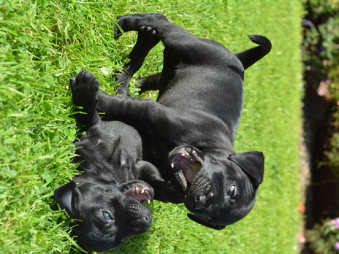 Smooth coated Patterdales puppies for sale 