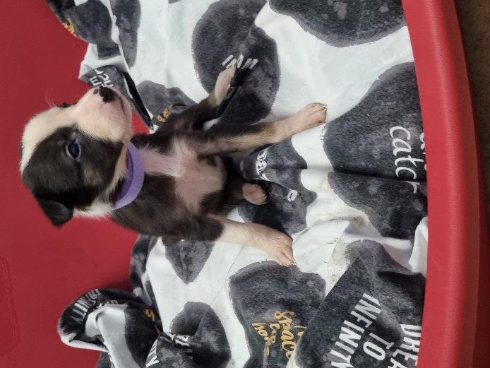 Border collie puppies for sale 
