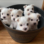 Adorable Maltese puppies available 