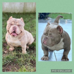  AMERICAN BULLIES LOOKING FOR THEIR FOREVER LOVING HOME 