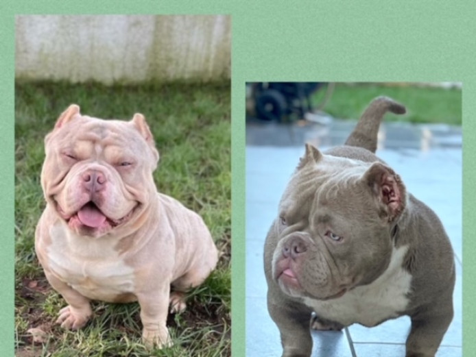  AMERICAN BULLIES LOOKING FOR THEIR FOREVER LOVING HOME 