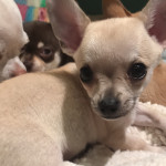 Chihuahua Puppies for Sale (1 Boy and 1 Girl)