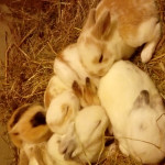 Mini lop x baby rabbits for sale