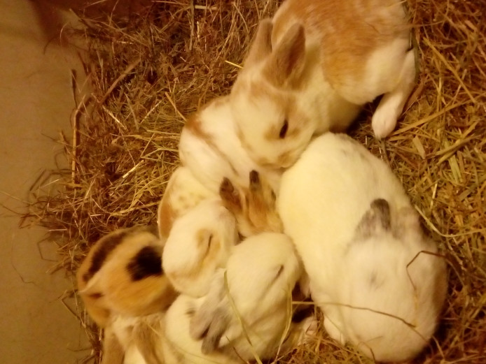 Mini lop x baby rabbits for sale