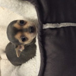 Chihuahua puppies for sale 
