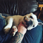 White French Bulldog KC Registered 5 years old
