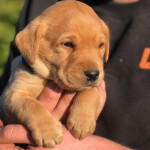 Fox-red/yellow boy Labrador puppies for sale