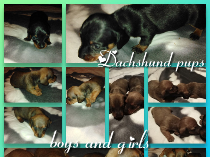 Beautiful miniature dachshund puppies 