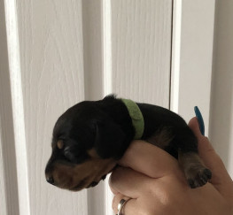 Pets  - Smooth haired miniature dachshunds puppies 