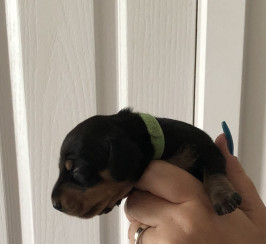 Smooth haired miniature dachshunds puppies 