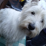 Wanted big male Westie puppy