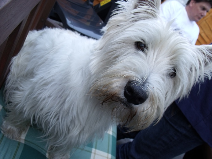 Wanted big male Westie puppy
