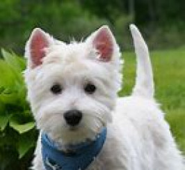 Wanted - West Highland Terrier puppy