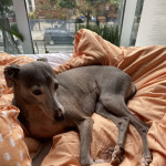Loving Greyhound for sale !