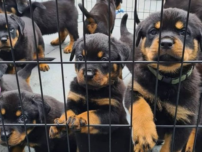 Stunning Rottweiler puppies ready to leave now 