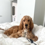 18 month old Show Cocker Spaniel looking for a new home