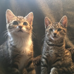 Stunning Pixie Bob cross kittens for sale