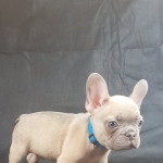 for sale french bull dog pups