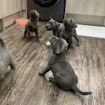 Staffordshire bull terrier puppies 