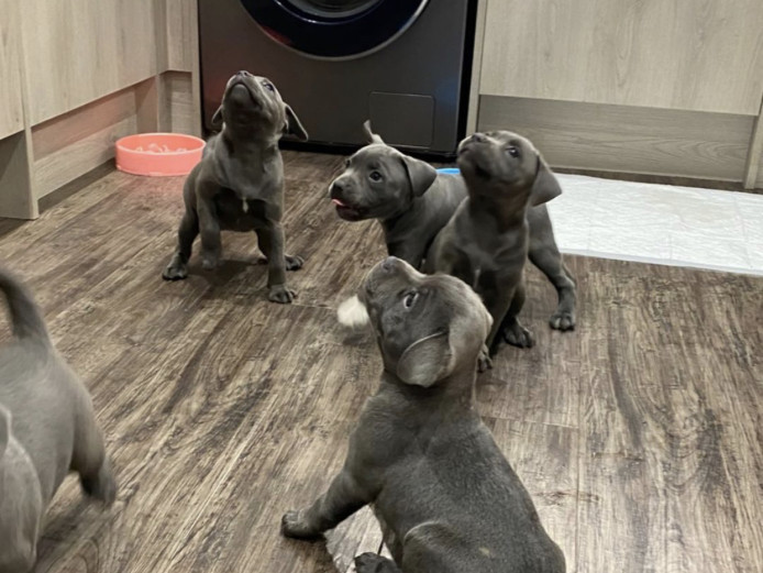 Staffordshire bull terrier puppies 