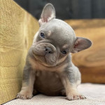 French Bulldog puppy Ready for adoption 
