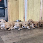 Gorgeous Vizsla X Labrador puppies 