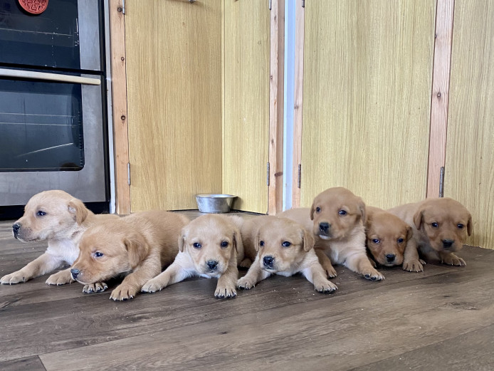 Gorgeous Vizsla X Labrador puppies 