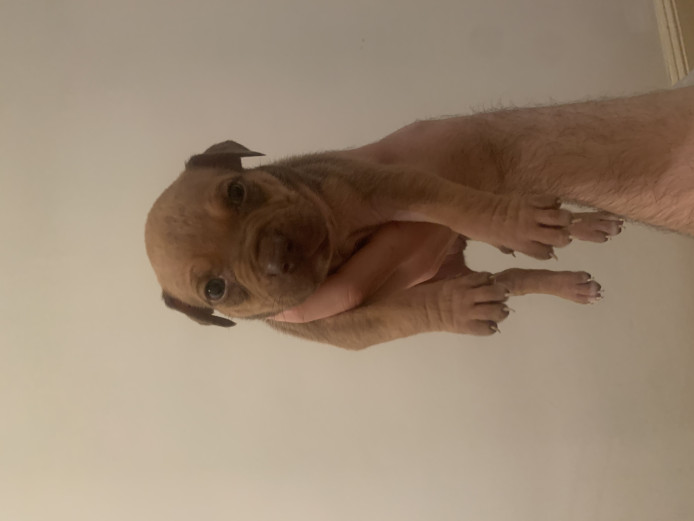 American Bully Pups For Sale! 