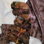KC registered boxer puppies 