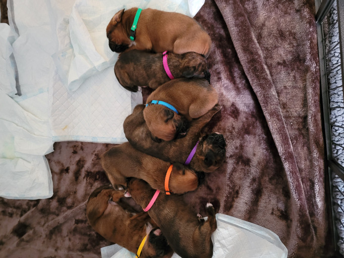 KC registered boxer puppies 