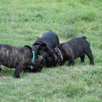 Adorable KC reg French Bulldog pups