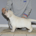 Champion Sired All Clear English Golden Retriever Puppies for sale