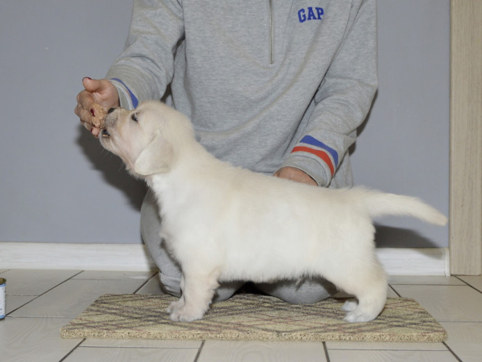 Champion Sired All Clear English Golden Retriever Puppies for sale