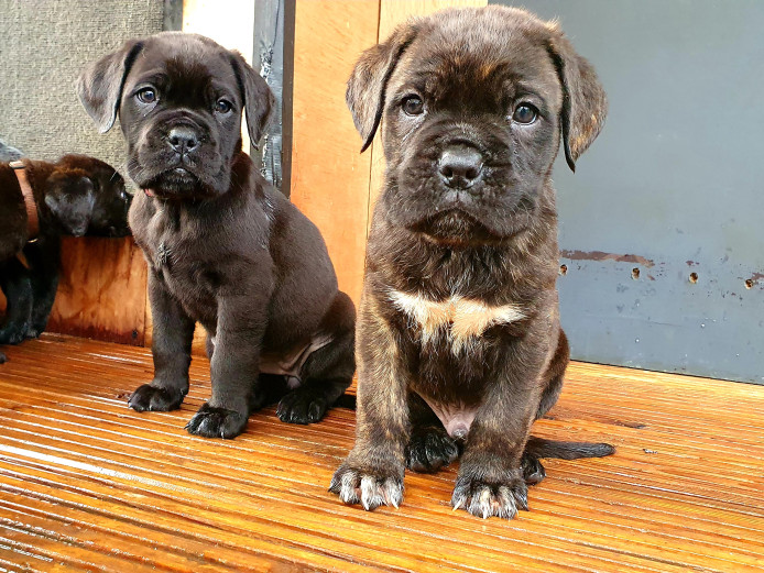 CANE CORSO x DDB PUPPIES FOR SALE