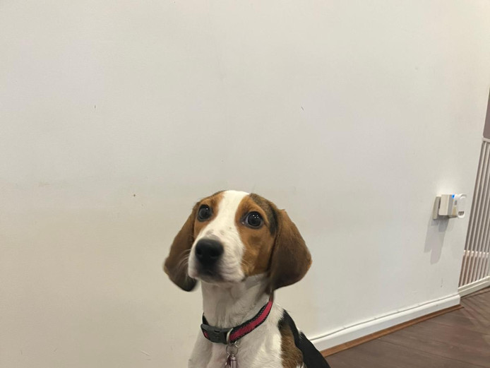 Beagle for sale 