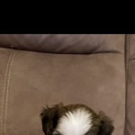 Kc reg Chinese crested puppies for salea