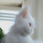 White Furry female Persian kitten