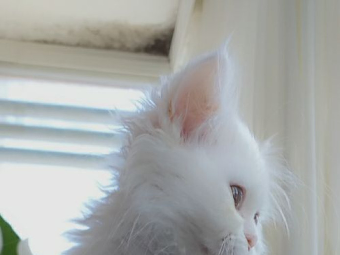White Furry female Persian kitten