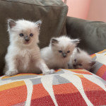 3 Beautiful Ragdoll Kittens, 1 (One) Male and 2 (Two) Female 