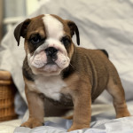 Kennel club registered English bulldog puppies looking for their new homes ???? 