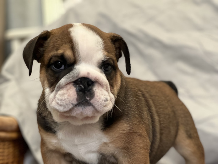 Kennel club registered English bulldog puppies looking for their new homes ???? 