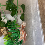 gargoyle gecko for sale!!