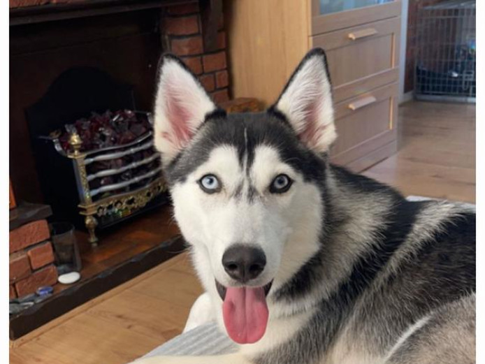 5 beautiful fluffy huskies are looking for warm and welcoming families 