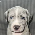 10x ABKC Registered - XL American Bully Puppies - Bossy bloodline!